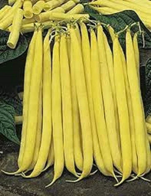 Premium Non-GMO Golden Stringless Yellow Wax Bean Seeds - Fresh Vegetable Garden Seeds for Planting
