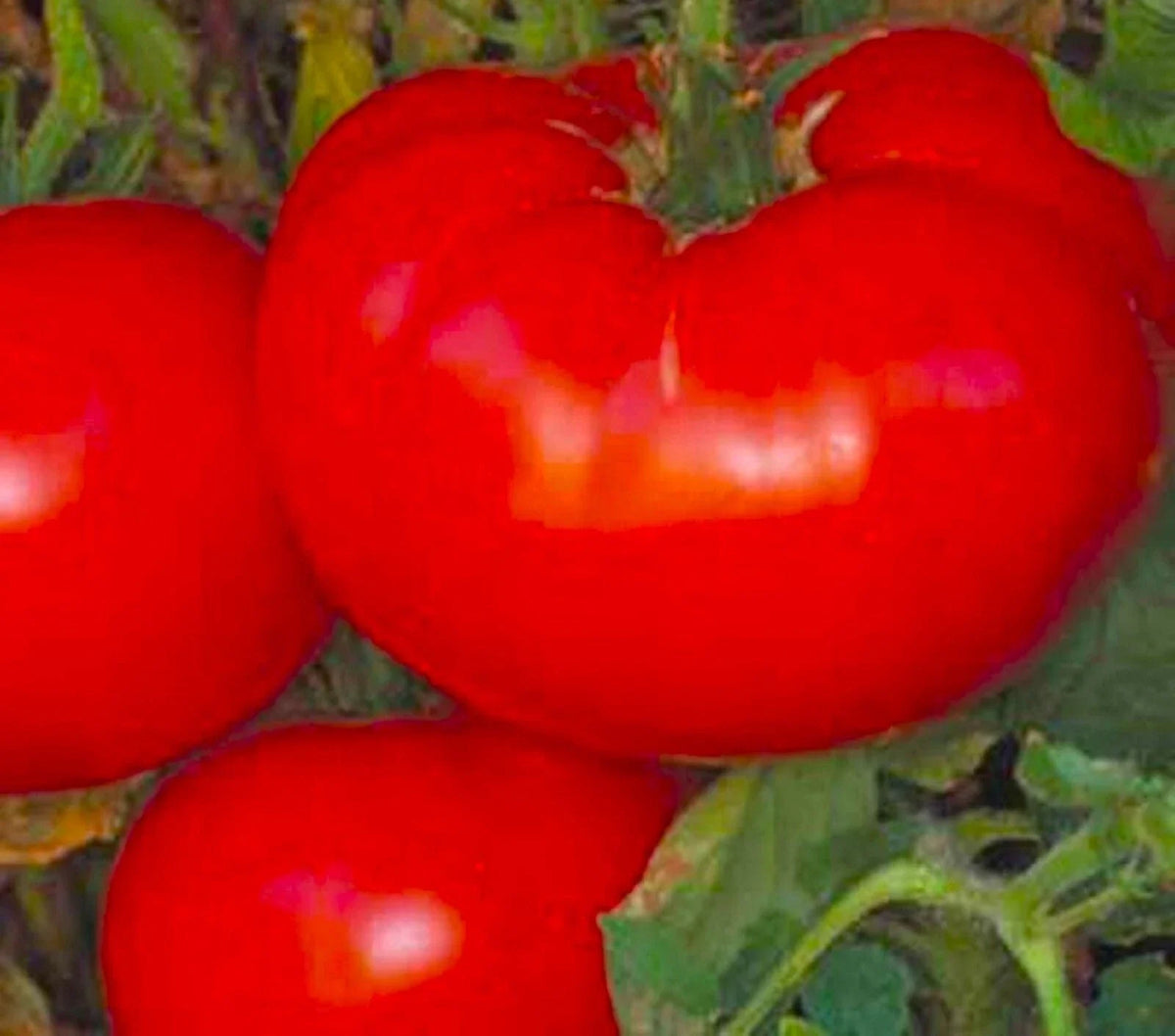 Delicious Tomato Seeds 50+ Non-GMO Seeds - Heirloom Variety - Perfect for Home Gardens - Solanum lycopersicum