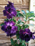 Purple Desert Rose Seeds - 4 Pack Adenium Perennial Flower Seeds - US Seller