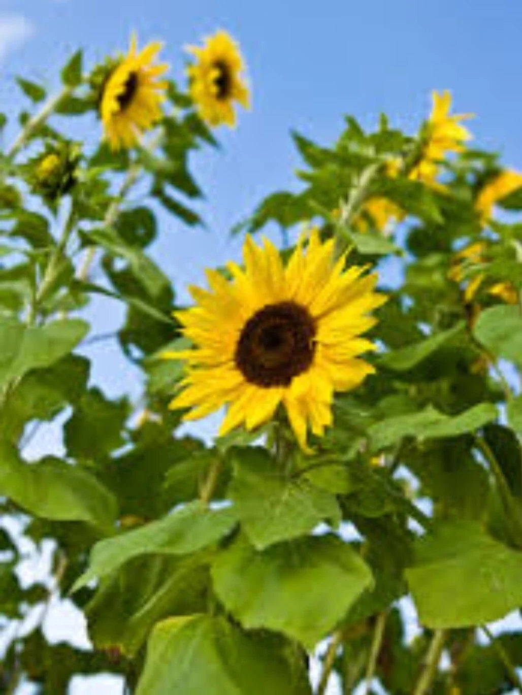 100+ Common Sunflower Seeds - Native Wild Sunflower - Helianthus annuus