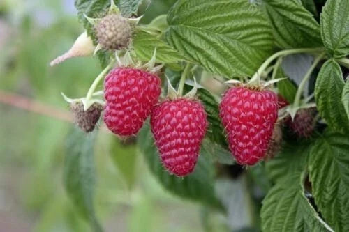 Tulameen Red Raspberry Live Starter Plant - Xtra Large Berry Size - Rooted Plant for Zones 5-9 - Rubus idaeus 'Tulameen'