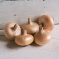 Gold Coin Onion Seed - Non-GMO Specialty Variety - Allium cepa - Tracking Included