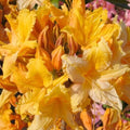 Golden Lights Deciduous Azalea Starter Plant - Well Rooted Rhododendron - Small Size - Ideal for Gardens
