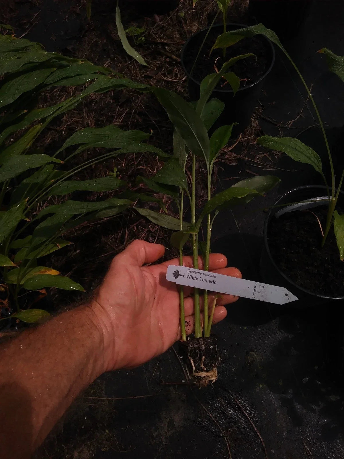 Rare White Turmeric Plant - Small Curcuma Longa - Fresh Roots - Unique Herb Variety