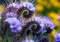 Lacy Phacelia Wildflower Seeds - 250 Seeds - Easy to Grow - Phacelia tanacetifolia