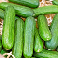 Organic Muncher Cucumber Seeds - 30+ Count - Easy Patio Container Vegetable Gardening - Cucumis sativus