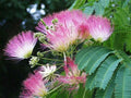 Live Mimosa Tree Seedlings 1'-2' Pink Flowers Albizia Julibrissin Fragrant Bare Root
