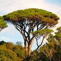 Stone Pine Tree 10 Seeds - Pinus Pinea - Umbrella Pine Variety for 2025 Planting