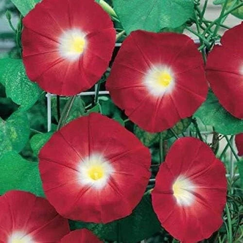 Red Ipomoea Climbing Vine Seeds - 100 Count - Fast-Growing, Ornamental, Garden Plant, Morning Glory (Ipomoea purpurea)