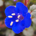 California Bluebell 50 Seeds | Phacelia Blue Canterbury Wild Desert Bells | 2025 Seed Pack