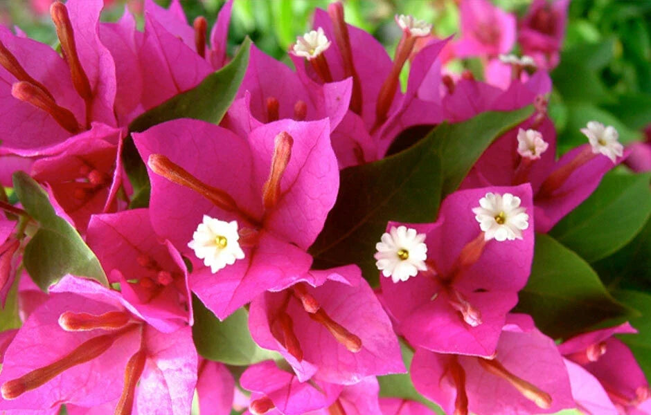 Bougainvillea Plug Plant - Pixie Pink - Well Rooted - Ships Bare Root - Bougainvillea spp.