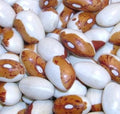 Hidatsa Shield Bean Seeds for Planting - 30 Seeds - Easy to Grow, Delicious Variety - Phaseolus vulgaris