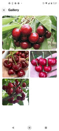 Black Cherry Seeds 10+2 Free | Sweet Edible Fruit | Prunus serotina | USA Native Tree | Zones 3-9