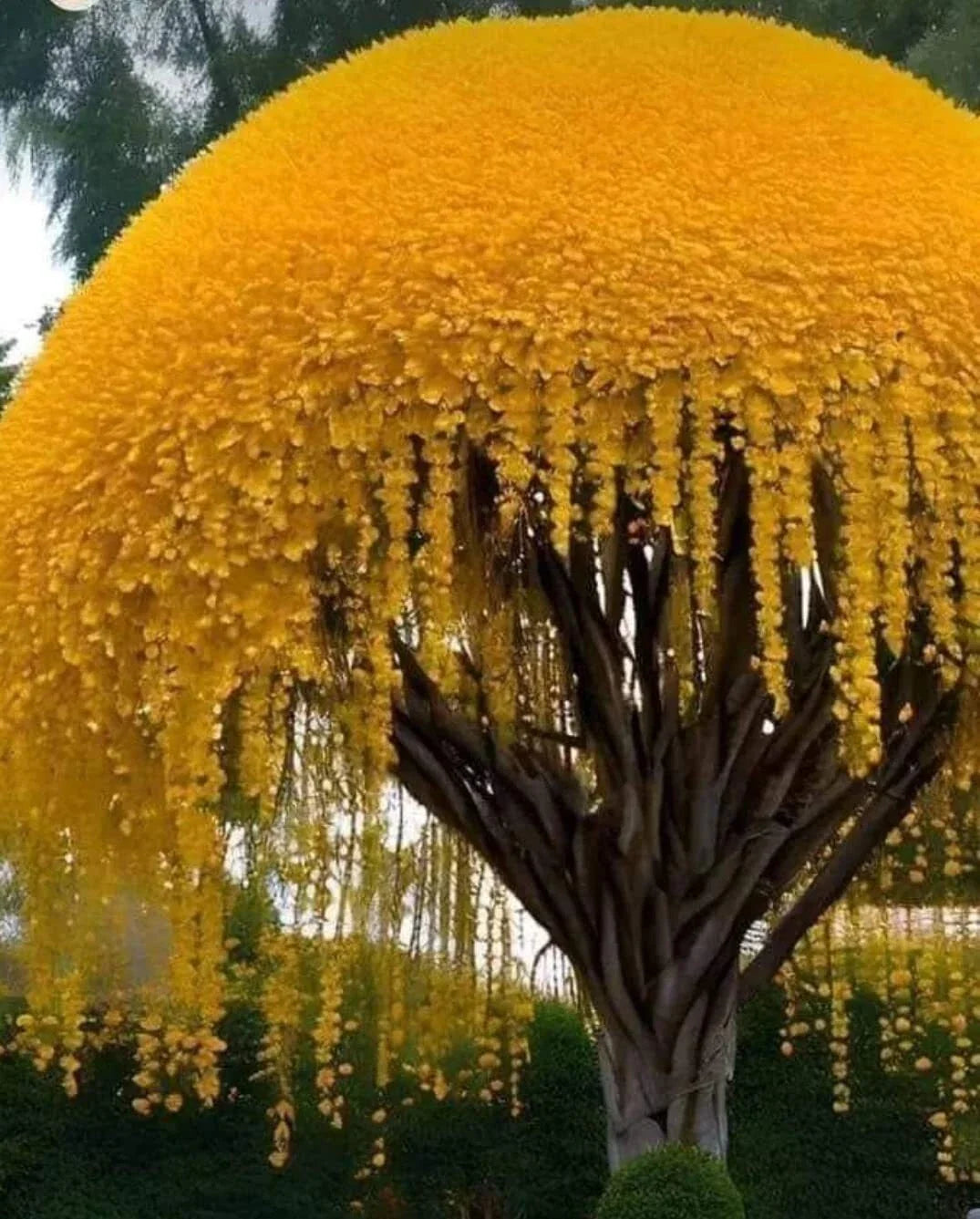 Golden Shower Tree Seeds (10 Seeds) - Cassia fistula - Stunning Weeping Yellow Bloom for Planting