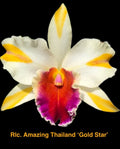Rhyncholaeliocattleya Orchid Plant 4” Amazing Thailand ‘Gold Star’ Hybrid