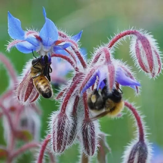Borage Seeds - 50 Pack - Edible Flowers & Leaves - Heirloom Non-GMO - Borago officinalis