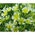 Poached Egg Plant Seeds - 130 Seeds - Limnanthes douglasii - Meadow Foam - Great for Gardens and Pollinator-Friendly Spaces