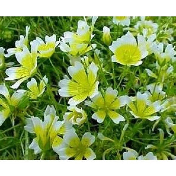 Poached Egg Plant Seeds - 130 Seeds - Limnanthes douglasii - Meadow Foam - Great for Gardens and Pollinator-Friendly Spaces