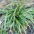 Mondo Grass Plugs 50 Pack Evergreen Ground Cover Ophiopogon japonicus Bare Root