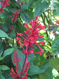 Fire Spike Red Rooted Starter Plant - Odontonema strictum - Hummingbird Attractor, Tropical Perennial Plant