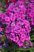 Purple Flame Phlox Seeds - 100+ Count - Phlox subulata - Garden Planting - USA