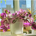 Unrooted Tradescantia Nanouk Cuttings 3-4” Rare Pink Wandering Jew Plant - Ideal for Indoor Gardening and Plant Lovers