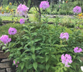 Tall Phlox Plants - 5 Bare Root Pink Perennial Flowers - Phlox Paniculata - Live Garden Plant for Butterflies