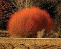 Red Flame Willow Trees - Fast Growing - Stunning Red Foliage - Salix purpurea