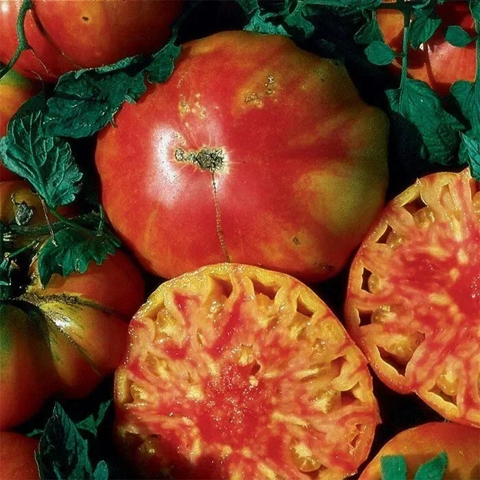 Hillbilly Tomato Seeds - 30+ Heirloom Organic Non-GMO - Rare Variety
