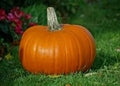 Organic Heirloom Pie Pumpkin Seeds, 50 Seeds, Annual Vine, Baking Variety, Cucurbita pepo