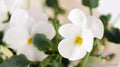 Admire Cream Pansy Seeds - 200+ Pack for Garden Planting - Viola tricolor - USA