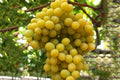 Cotton Candy Grape Cuttings - 2 Dormant Hardwood Cuttings - Easy to Root - Vitis vinifera