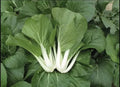 Pak Choi Seeds - 1,000+ Non-GMO White Stem Pechay Seeds - Ideal for Home Gardening and Vegetable Gardens