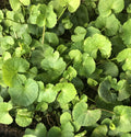 Gotu Kola Live Plant - 10 Bare Root Pennywort Plants - Hydrocotyle asiatica - Ready to Plant Ground Cover