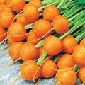 Round Parisian Carrot Seeds | Heirloom Non-GMO | 100+ Vegetable Seeds | Daucus carota