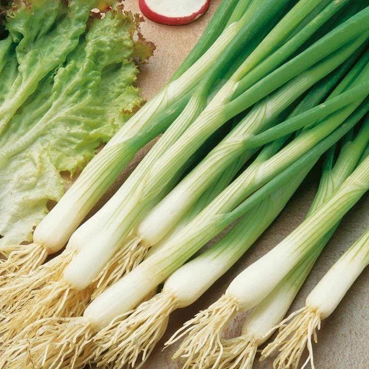 White Lisbon Onion Seeds | Scallion Bunching | Non-GMO Variety | Allium fistulosum