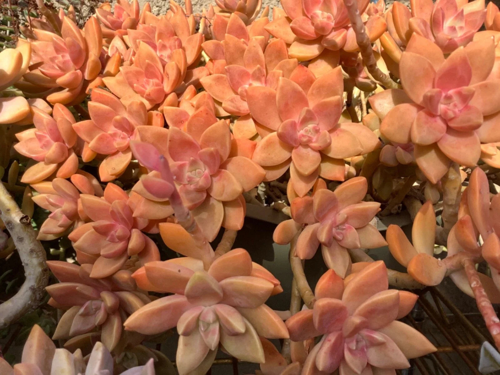 GraptoSedum Cuttings - 2” to 3” California Sunset Succulent - Drought-Tolerant Indoor Plant (Graptopetalum paraguayense)