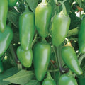 Jalapeno Hot Pepper Seeds 50+ Non-GMO Heirloom Vegetable Capsicum annuum