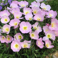 Showy Evening Primrose Seeds, Pink Ladies, Mexican Primrose, Amapola, Oenothera speciosa, Free Shipping