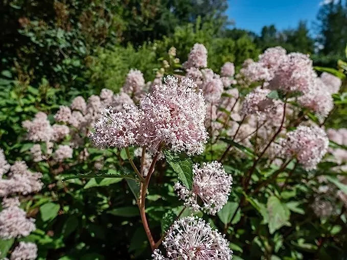 New Jersey Tea Seeds for Planting - 50 Seeds - Ceanothus Americanus - Blooming Shrub