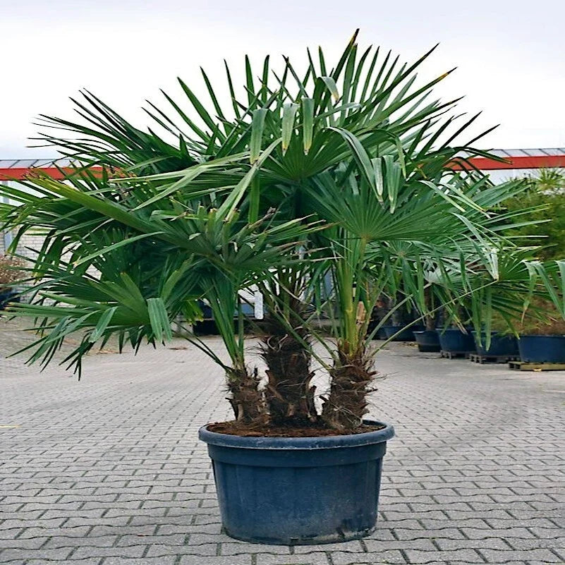 Windmill Fan Palm Seeds - 10 Pack, Trachycarpus fortunei, Cold Hardy Palm Plant