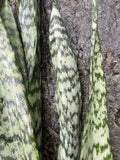 Sansevieria Leaf Cuttings - 4 Organic Hawaii Grown Snake Plant Cuttings - Indoor Houseplant Starter
