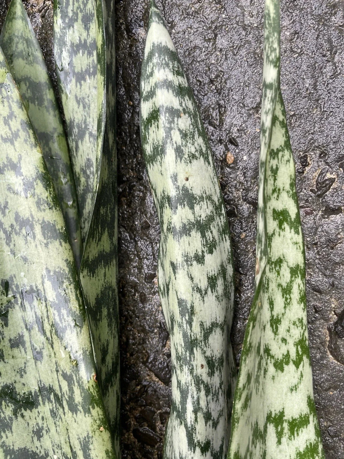 Sansevieria Leaf Cuttings - 4 Organic Hawaii Grown Snake Plant Cuttings - Indoor Houseplant Starter