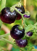 European Black Cherry Tomato Seeds - Heirloom, Non-GMO, Sweet - 10+ Seeds - Solanum lycopersicum