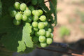 Niagara Grape Vines - 3.5 in Pots - 2 Potted Plants - Vitis labrusca - Perfect for Home Garden or Patio