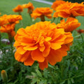 Tangerine Marigold Seeds - 25+ Count for Garden Planting - Tagetes erecta - USA Grown - Free Shipping Available