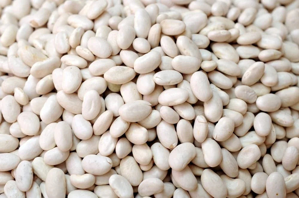 Navy Bean Seeds for Planting - 30 Count - White Kidney Beans - Phaseolus vulgaris