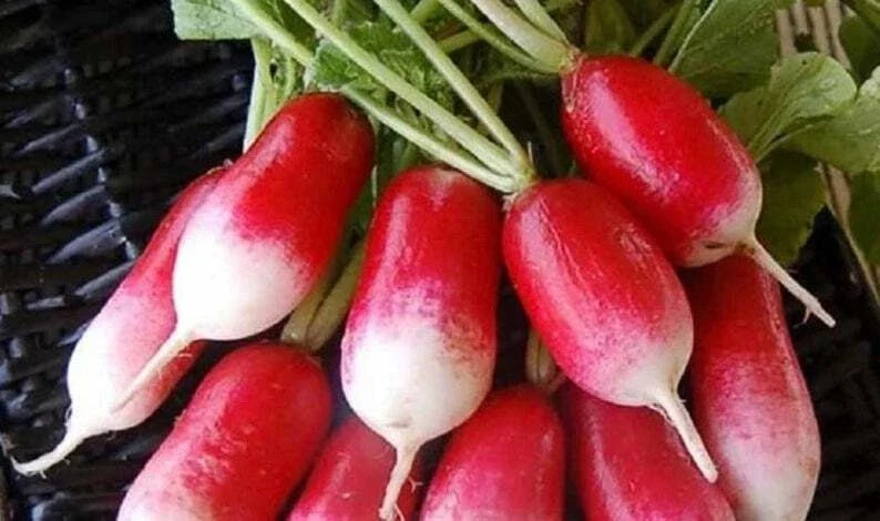 Radish Seeds - French Breakfast - 50+ Seeds - Raphanus sativus - Non-GMO, Fast-Growing, Ideal for Home Gardens