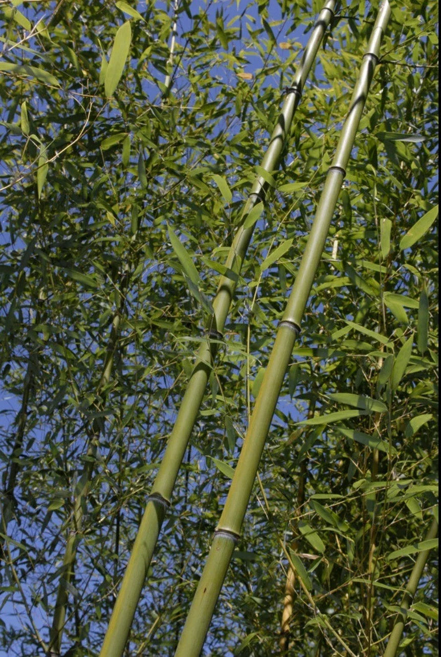 Bamboo Bare Root Plant Rhizome Phyllostachys Rubromarginata 'Red Margin' Budded Variety