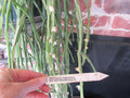Rhipsalis Cuttings - 2 Pieces - Paradoxa ssp Septentrionalis - 8" Long Succulent Plant